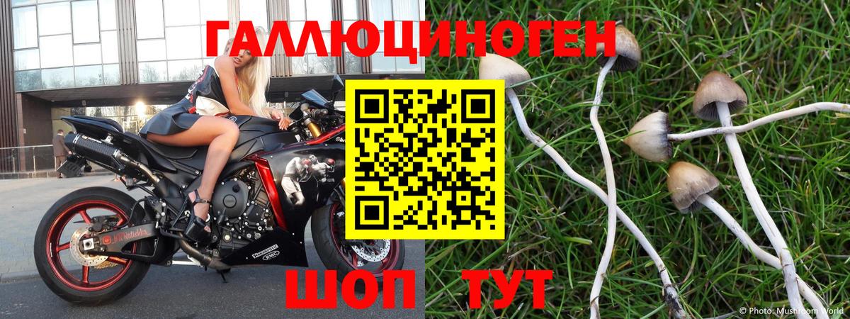Заволжье  Галлюциногенные грибы Psilocybine cubensis  наркотики  Вход с VPN 